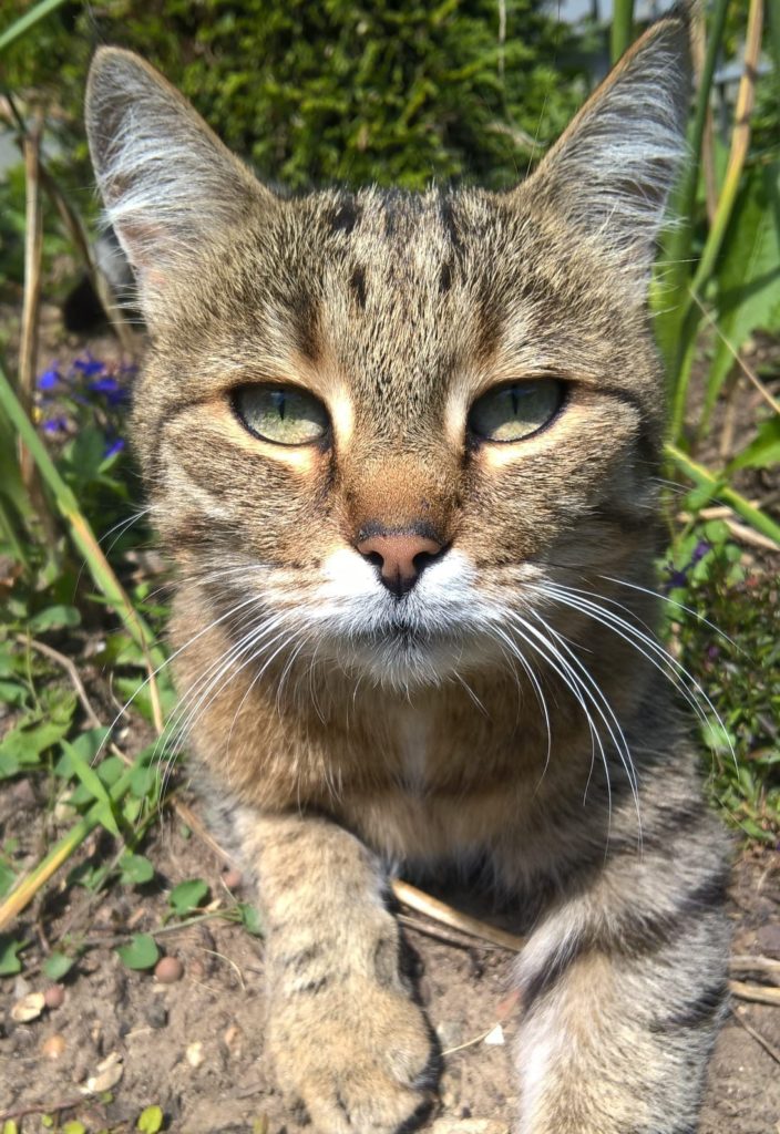 Katze Fotografie